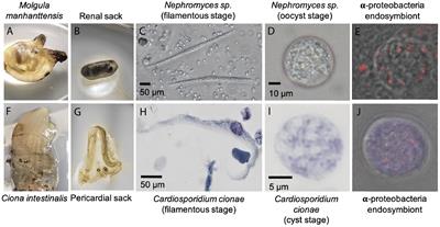 Metabolic Contributions of an Alphaproteobacterial Endosymbiont in the Apicomplexan Cardiosporidium cionae